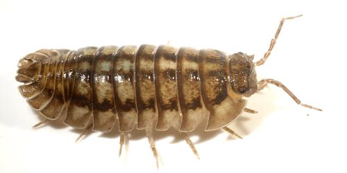 Réf. 315 702 : Armadillidium nasatum